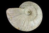 Silver Iridescent Ammonite (Cleoniceras) Fossil - Madagascar #159384-1